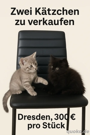 Zwei süße Kätzchen suchen ein liebevolles Zuhause   