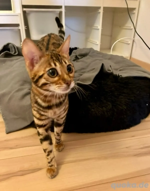 Reinrassige Bengal Katze Weiblich