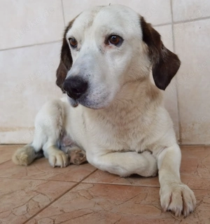 Baloo - der Großartige!