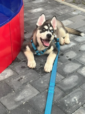 Siberian Husky