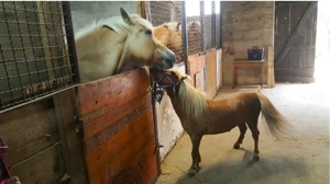 Geräumiges ehemaliges Bauernhaus mit Scheune und Pferdekoppel