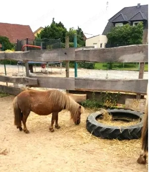 Geräumiges ehemaliges Bauernhaus mit Scheune und Pferdekoppel Bild 6