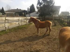 Geräumiges ehemaliges Bauernhaus mit Scheune und Pferdekoppel Bild 7