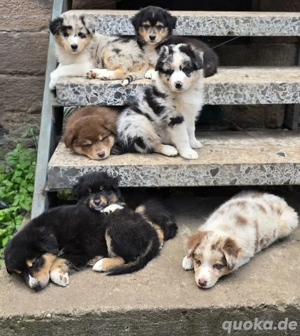 Australian Shepherd Welpen (nur noch Rüden!)
