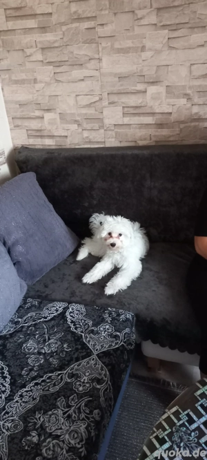 Maltesische Bolonka.