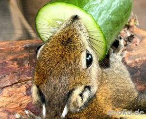 chinesische Baumstreifenhörnchen  Bild 2