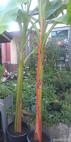 Bananen    Pflanzen winterhart 