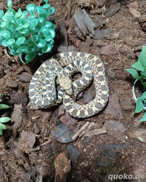 Bullennatter   Pituophis catenifer sayi 