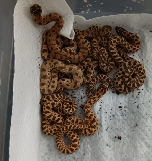 Hakennasennatter   Heterodon nasicus 