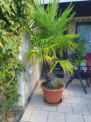 Verkaufe hier eine schöne Fächerpalme 