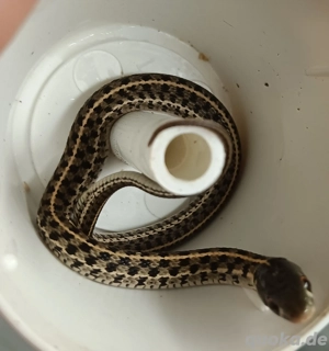 Karrierte Strumpfbandnatter   Tamnophis marcianus 