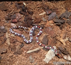 Kornnatter   Pantherophis guttatus 