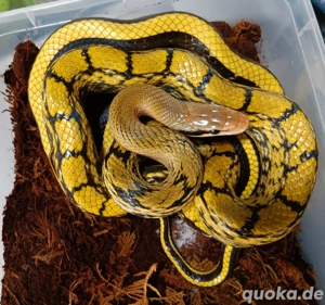 Taiwanschönnatter   Elaphe taeniura ( Orthriophis taeniurus )