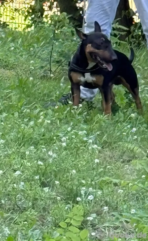 Miniatur Bullterrier Rüde unkastriert