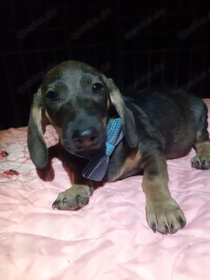  Zum Anbeißen lieb: Brownie möchte dein Herz erobern