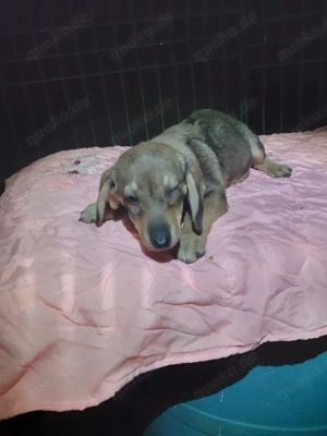 Zum Dahinschmelzen: Caramel möchte dein Herz erobern