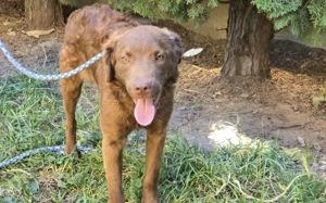 Caramello sucht seine Familie