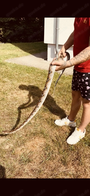 Aufnahme von Schlangen Bild 4