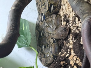 Aufnahme von Schlangen Bild 1