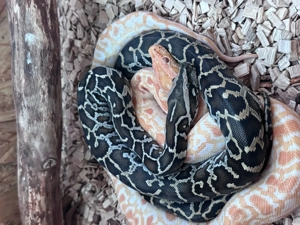 Aufnahme von Schlangen Bild 3