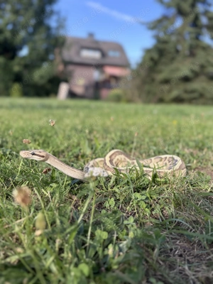 Aufnahme von Schlangen Bild 2