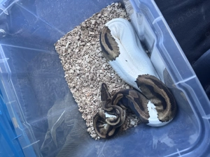 Aufnahme von Schlangen Bild 5