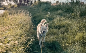 Gnocci sucht eine aktive Familie Bild 6