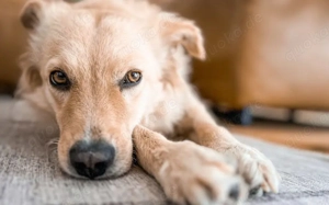 Gnocci sucht eine aktive Familie Bild 2