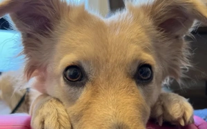 Gnocci sucht eine aktive Familie Bild 4