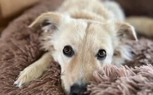 Gnocci sucht eine aktive Familie Bild 3