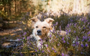 Gnocci sucht eine aktive Familie Bild 7