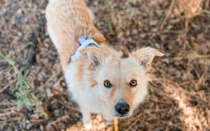 Gnocci sucht eine aktive Familie Bild 5