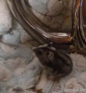 Dsungarische Zwerghamster Bild 2