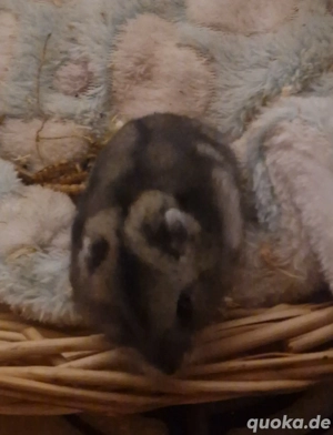 Dsungarische Zwerghamster Bild 5