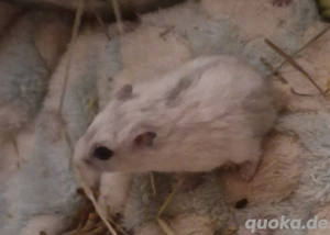 Dsungarische Zwerghamster