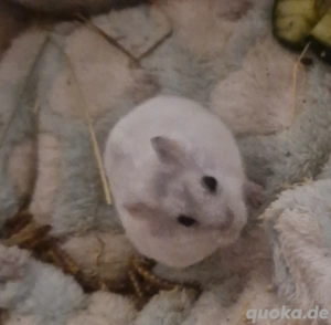 Dsungarische Zwerghamster Bild 3