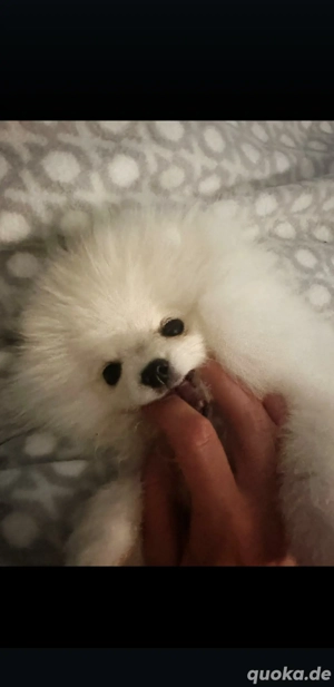 zwergspitz Pomeranian Welpen Rüden weiß 