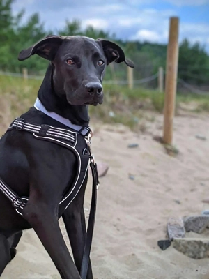 Miles - ein Unglücksrabe