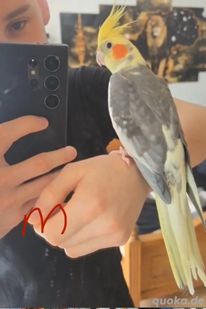 Nympfensittich als paar 