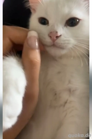 kitten bkh persisch mix