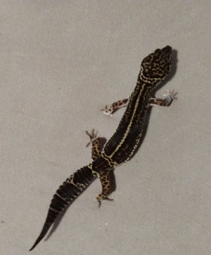 Leopardgecko Weibchen Black Night Mack Snow mix 0.1 aus eigener Zucht  Bild 3