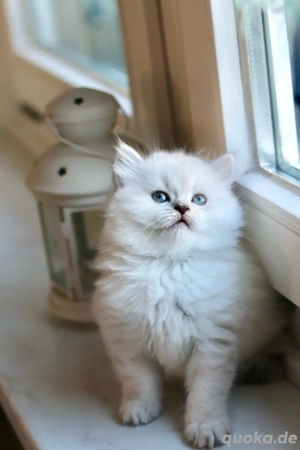 Süße BLH Weibchen Bild 4