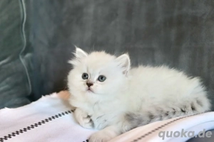 Süße BLH Weibchen Bild 3