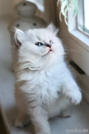 Süße BLH Weibchen Bild 2