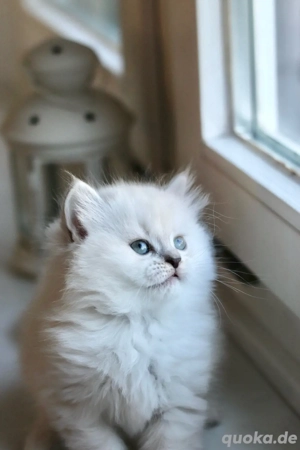 Süße BLH Weibchen Bild 7