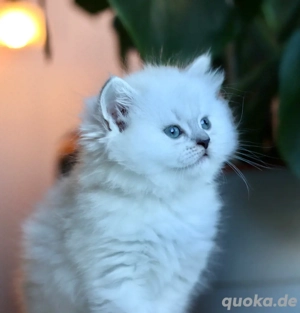 Süße BLH Weibchen Bild 6