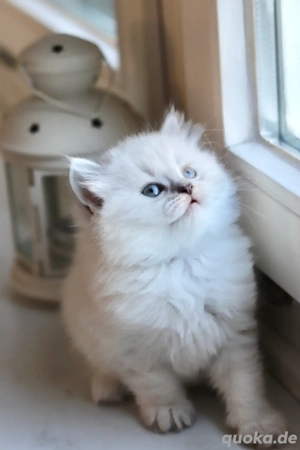 Süße BLH Weibchen Bild 8