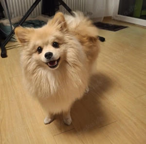 Reinrassigr Spitz Rüde 