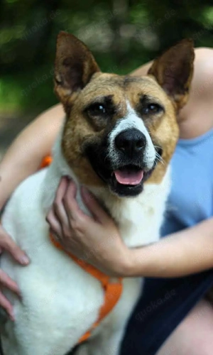 Schöne Jenny sucht ein neues Zuhause