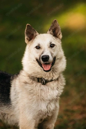 Liebe Tika sucht liebevolles Zuhause